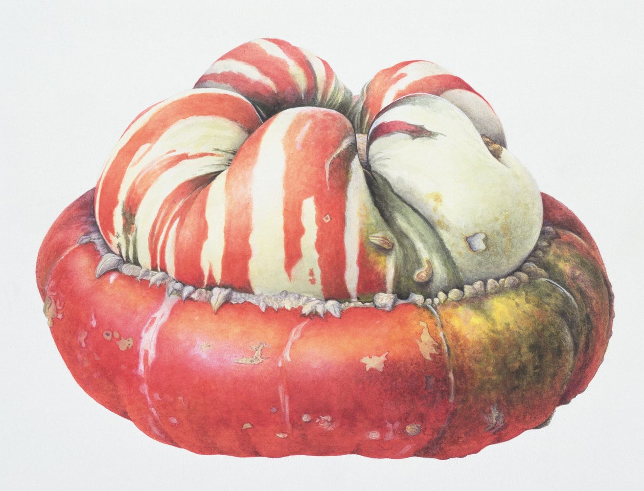 Turks Turban Squash, 1995 (wc na papierze) autorstwa Margaret Ann Eden