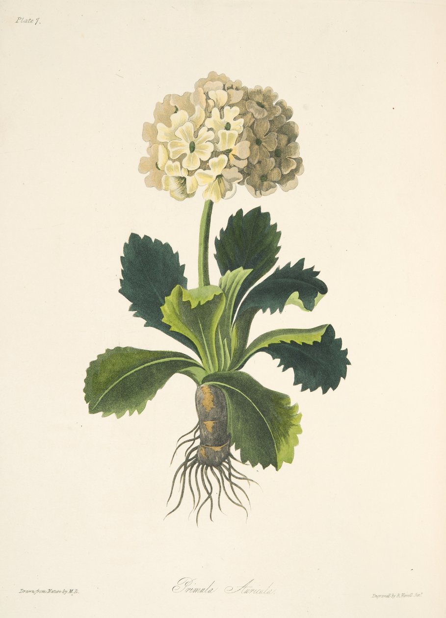 Auricula, z Floral Illustrations of the Seasons, wyd. 1829 (grawerowanie ręcznie kolorowane) autorstwa Margaret Roscoe