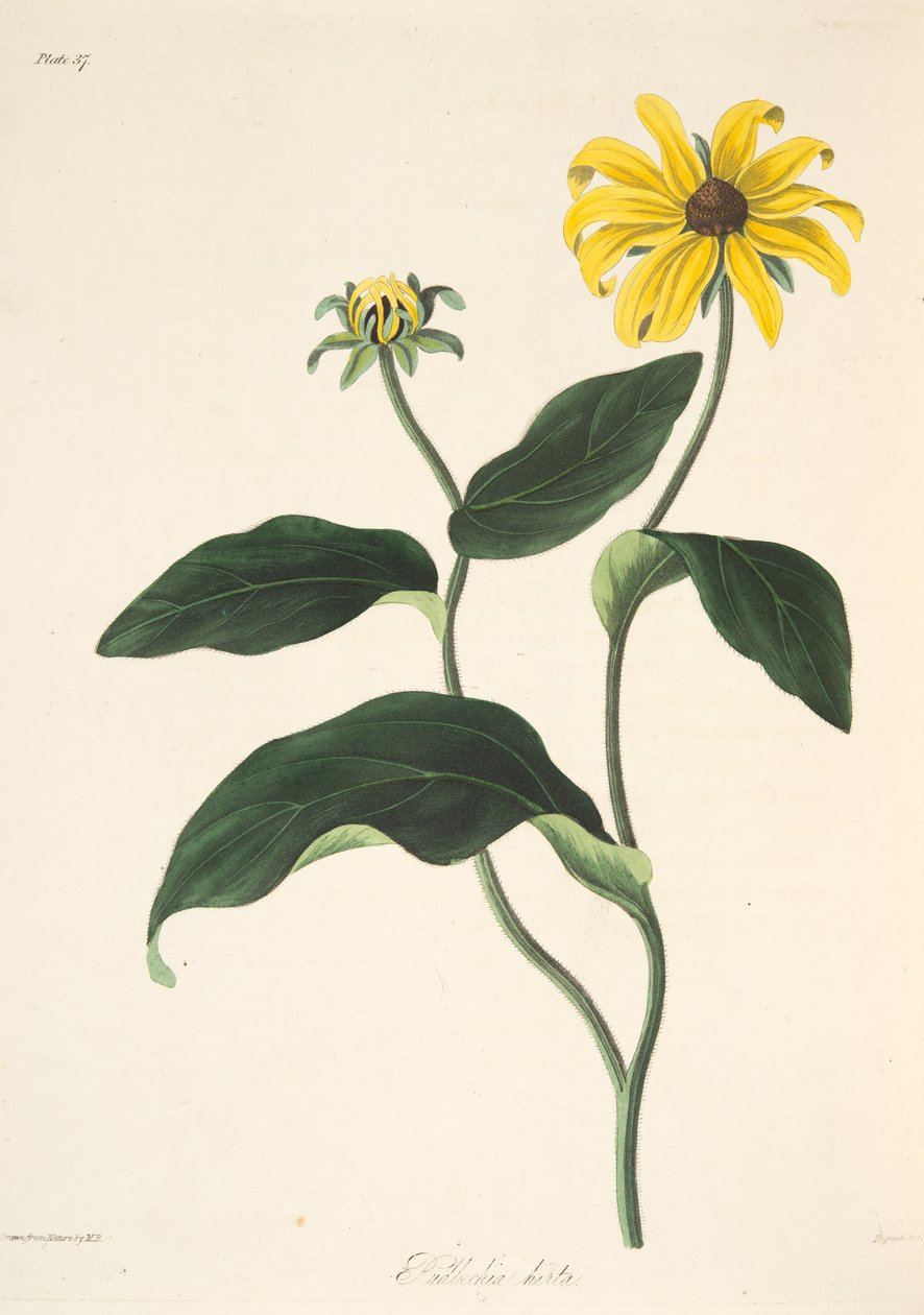 Black Eyed Susan, z Floral Illustrations of the Seasons, wyd. 1829 (grawerowanie ręcznie kolorowane) autorstwa Margaret Roscoe