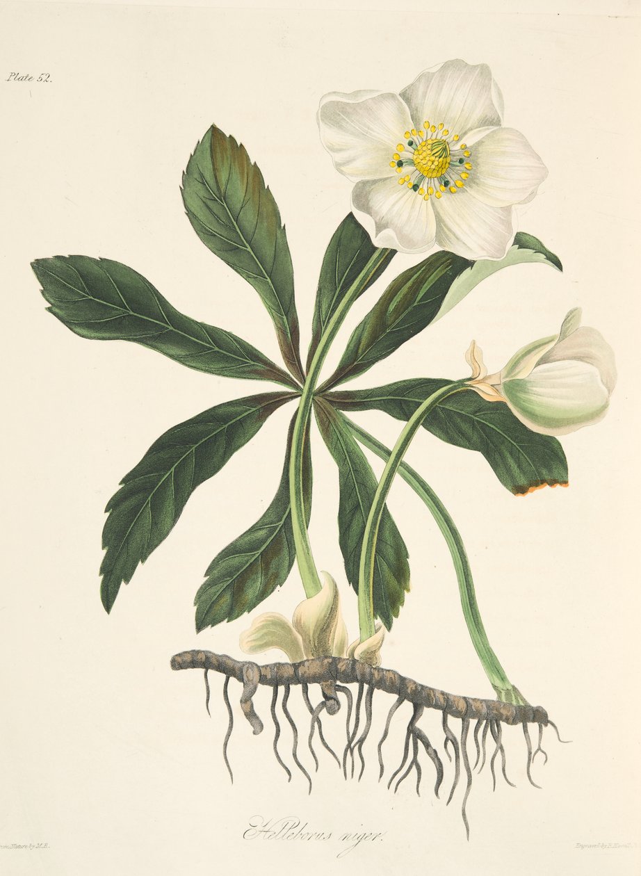 Black Hellebore lub Christmas Rose, z Floral Illustrations of the Seasons, wyd. 1829 (grawerowanie ręcznie kolorowane) autorstwa Margaret Roscoe