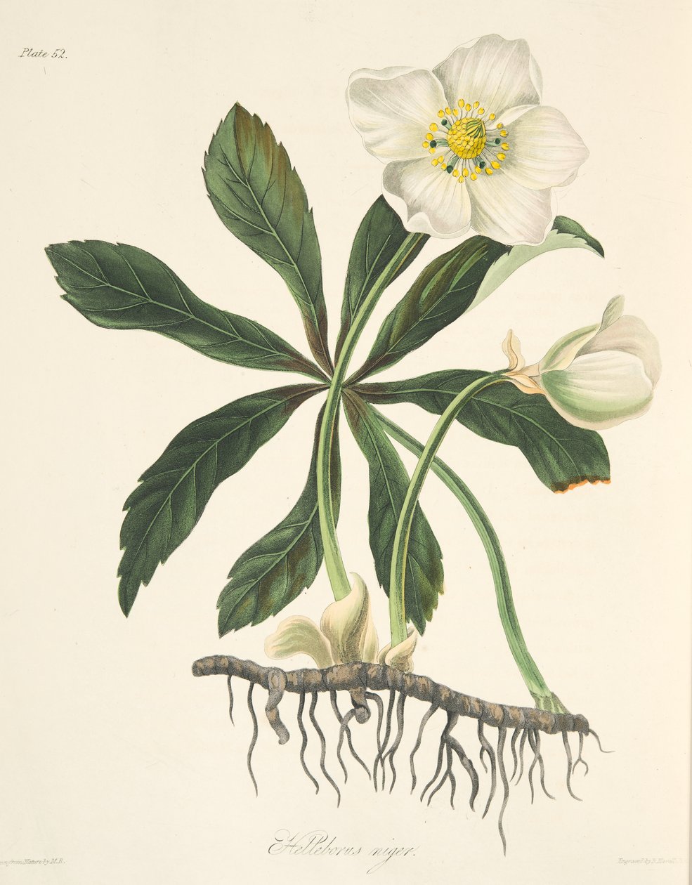 Black Hellebore lub Christmas Rose, z Floral Illustrations of the Seasons, wyd. 1829 (grawerowanie ręcznie kolorowane) autorstwa Margaret Roscoe