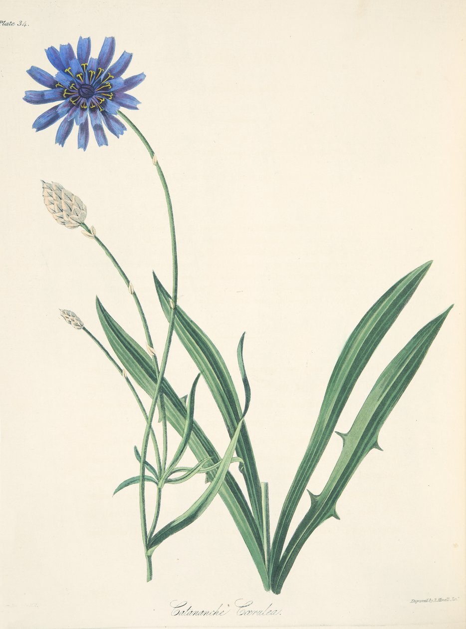 Blue Catananche, z Floral Illustrations of the Seasons, wyd. 1829 (grawerowanie ręcznie kolorowane) autorstwa Margaret Roscoe
