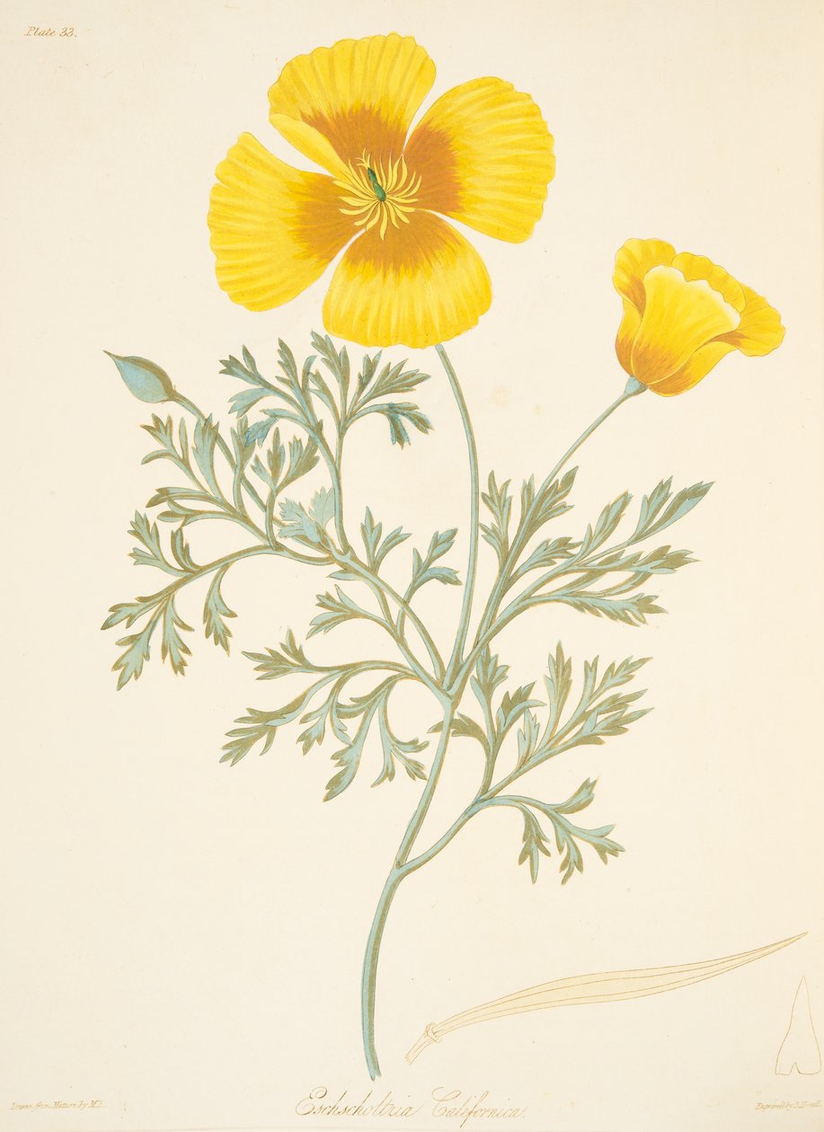 Kalifornijska Eschscholtzia, z Floral Illustrations of the Seasons, wyd. 1829 (grawerowanie ręcznie kolorowane) autorstwa Margaret Roscoe