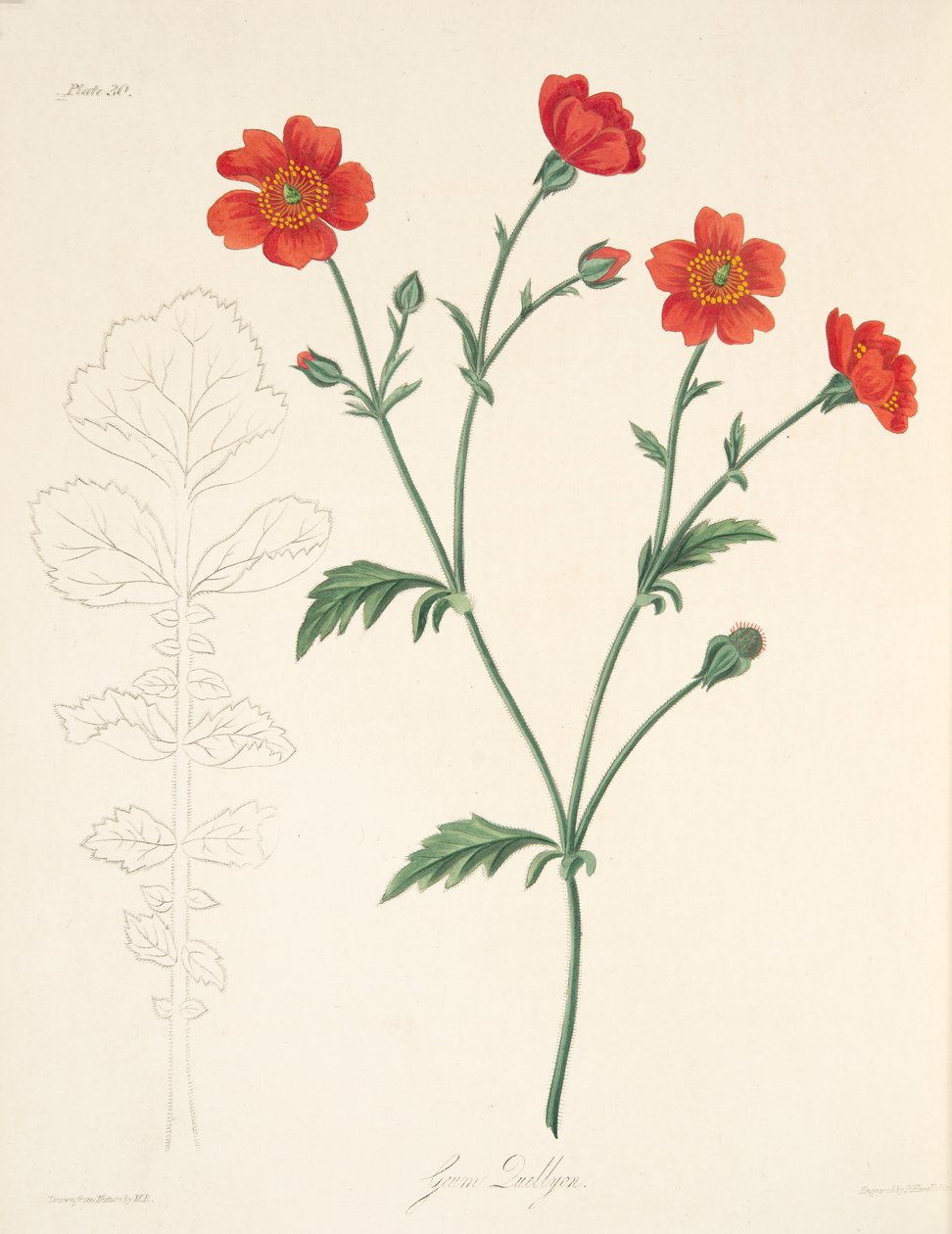 Chilijskie Avens, z Floral Illustrations of the Seasons, wyd. 1829 (grawerowanie ręcznie kolorowane) autorstwa Margaret Roscoe
