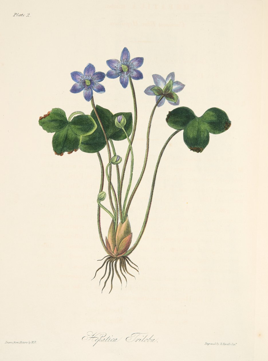 Common Blue Hepatica, z Floral Illustrations of the Seasons, wyd. 1829 (grawerowanie ręcznie kolorowane) autorstwa Margaret Roscoe
