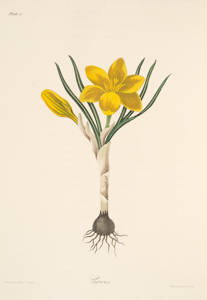 Pospolity żółty krokus, z Kwiatowych ilustracji pór roku, wyd. 1829 (grawerowanie ręcznie kolorowane) autorstwa Margaret Roscoe