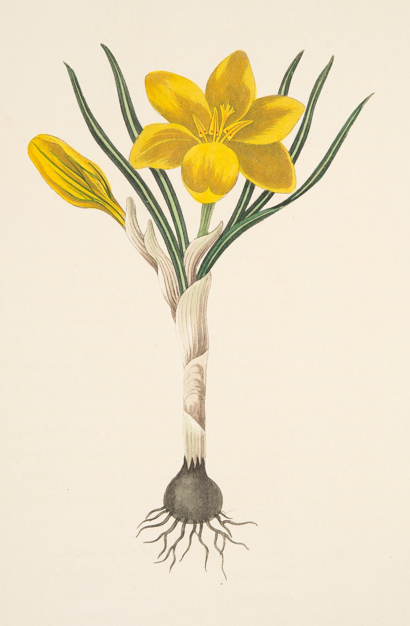 Pospolity żółty krokus, z Kwiatowych ilustracji pór roku, wyd. 1829 (grawerowanie ręcznie kolorowane) autorstwa Margaret Roscoe