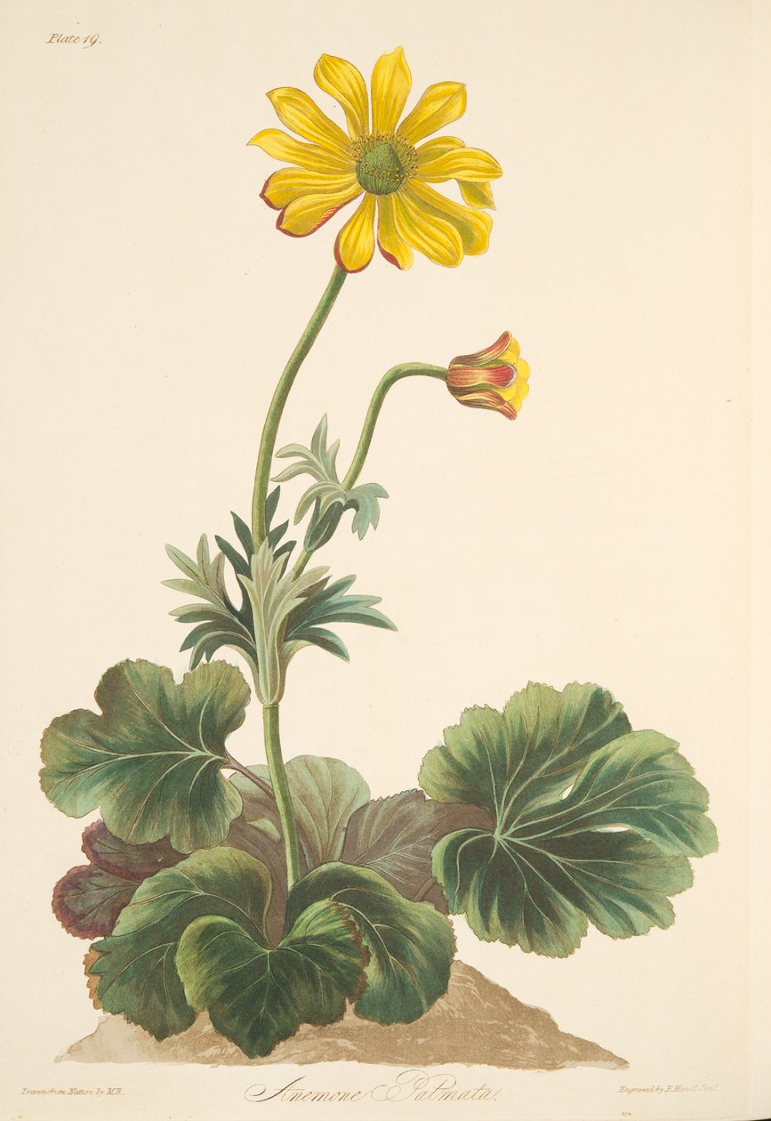Anemone liściaste cyklamenu, z Floral Illustrations of the Seasons, wyd. 1829 (grawerowanie ręcznie kolorowane) autorstwa Margaret Roscoe