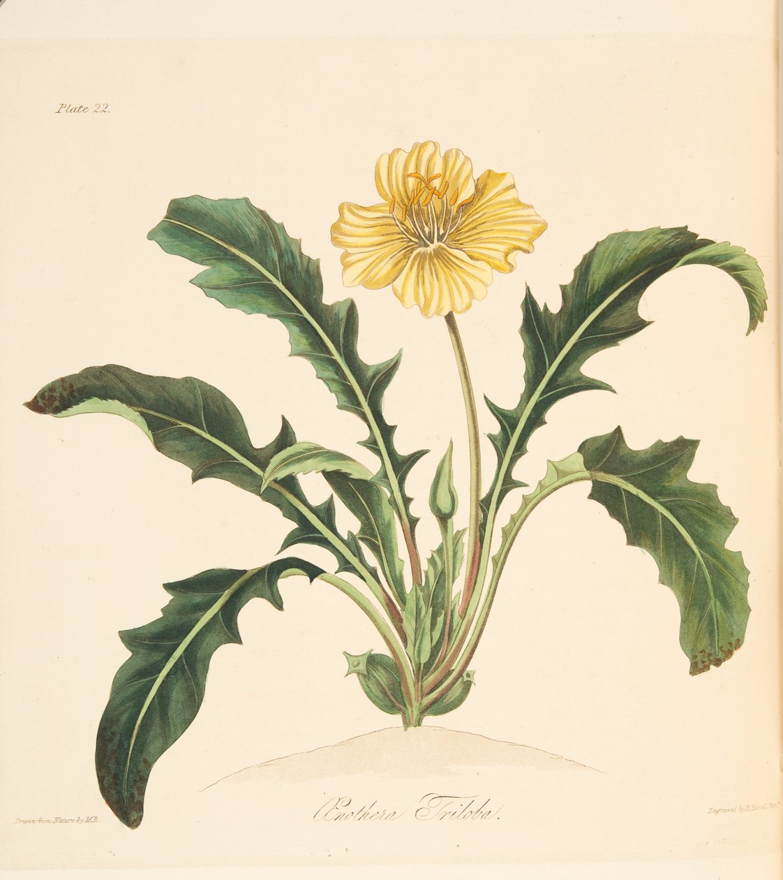 Dandelion opuścił wiesiołka, z Floral Illustrations of the Seasons, wyd. 1829 (grawerowanie ręcznie kolorowane) autorstwa Margaret Roscoe
