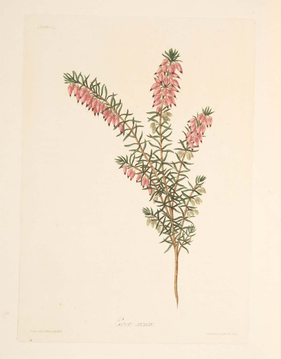 Cielisty, wcześnie płynący Heath, z Floral Illustrations of the Seasons, wyd. 1829 (grawerowanie ręcznie kolorowane) autorstwa Margaret Roscoe