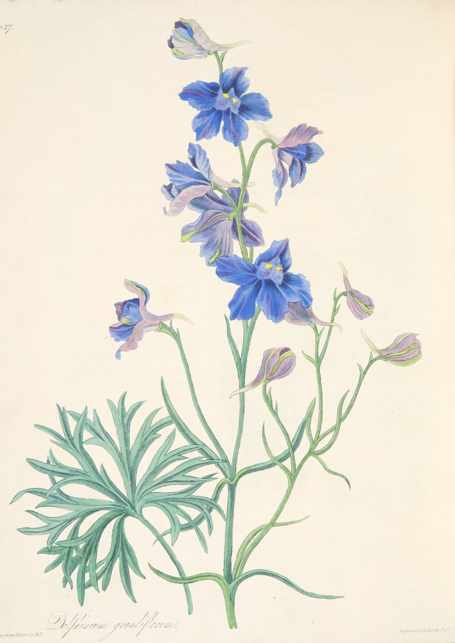 Great Flowered Larkspur, z Floral Illustrations of the Seasons, wyd. 1829 (grawerowanie ręcznie kolorowane) autorstwa Margaret Roscoe