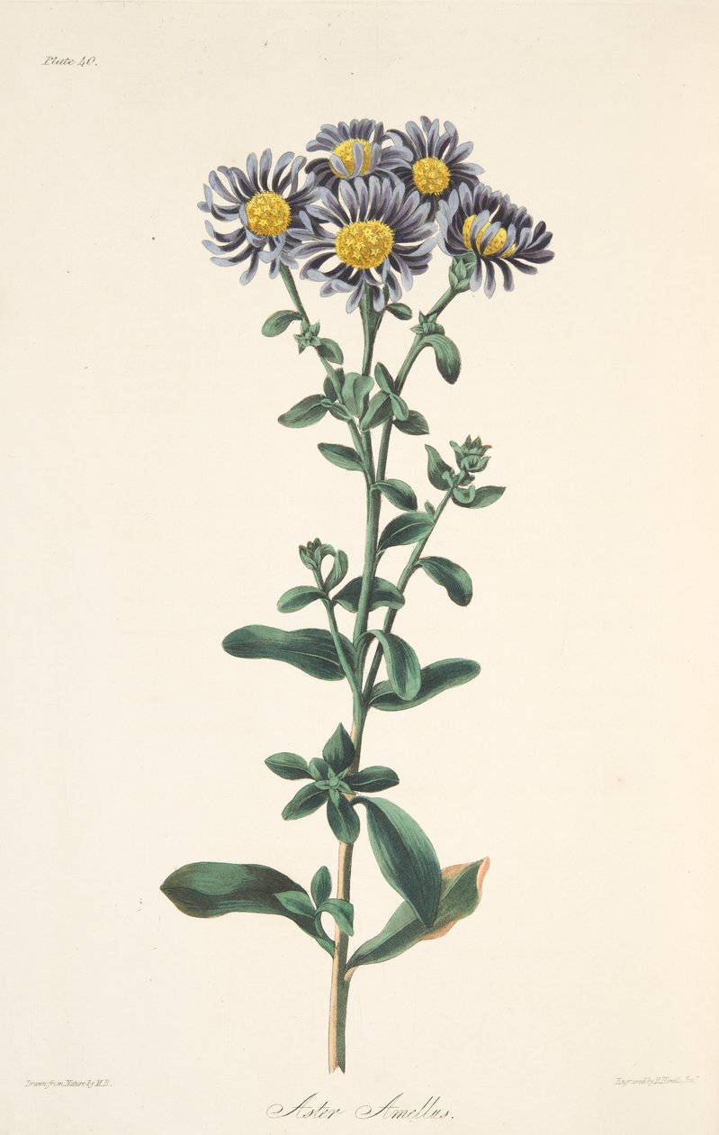 Aster włoski, z Floral Illustrations of the Seasons, wyd. 1829 (grawerowanie ręcznie kolorowane) autorstwa Margaret Roscoe