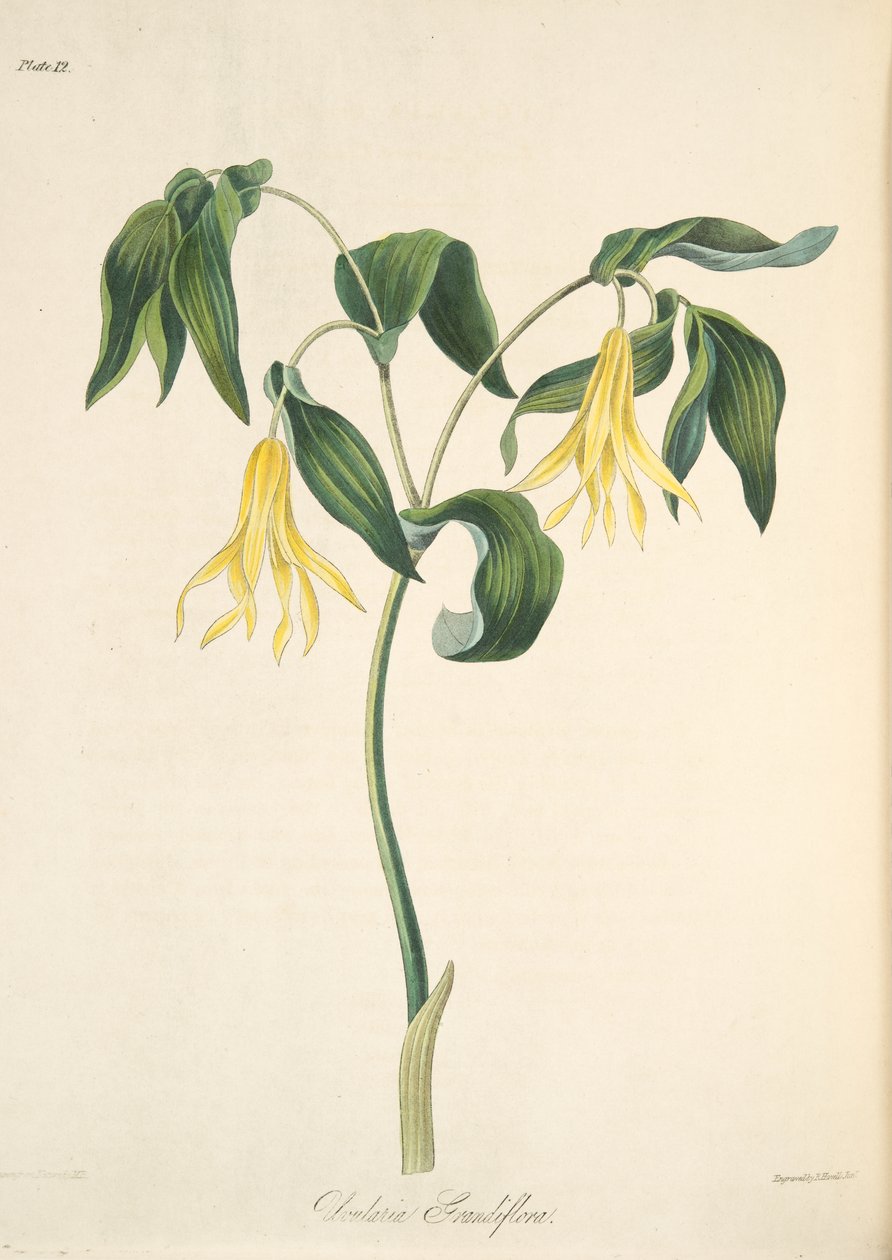 Wielkokwiatowy Bellwort, z Floral Illustrations of the Seasons, pub. 1829 (rycina ręcznie kolorowana) autorstwa Margaret Roscoe