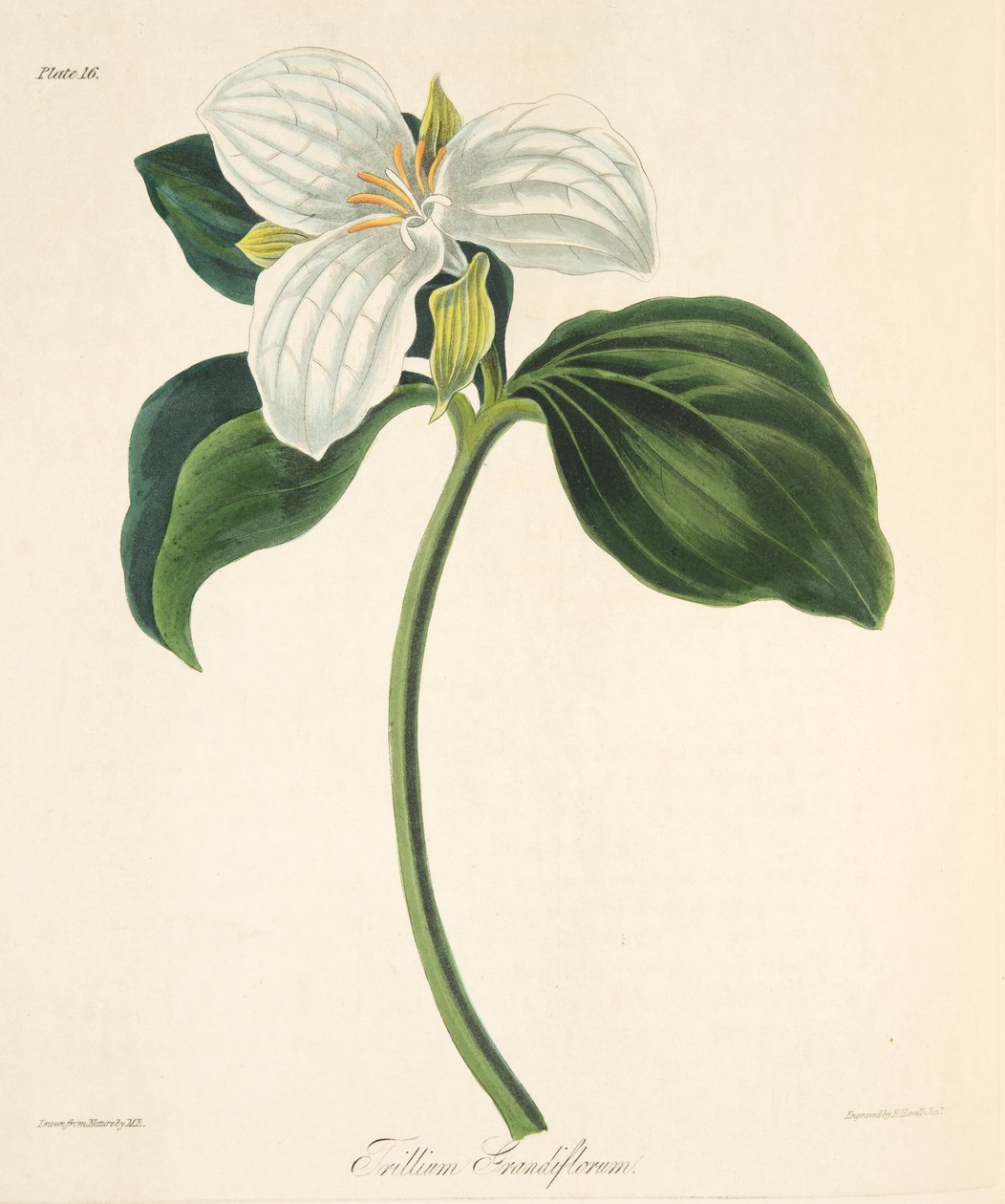 Trillium w dużych kwiatach, z Floral Illustrations of the Seasons, wyd. 1829 (grawerowanie ręcznie kolorowane) autorstwa Margaret Roscoe