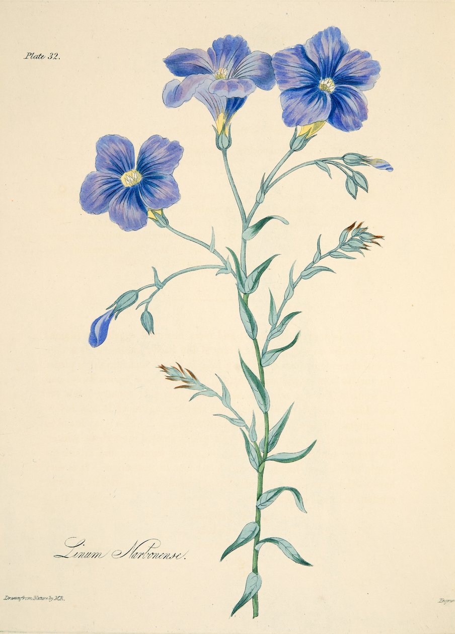 Narbonne Len, z Floral Illustrations of the Seasons, wyd. 1829 (grawerowanie ręcznie kolorowane) autorstwa Margaret Roscoe