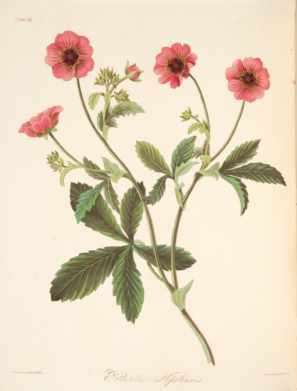 Nipal Potentilla, z Floral Illustrations of the Seasons, pub. 1829 (rycina ręcznie kolorowana) autorstwa Margaret Roscoe