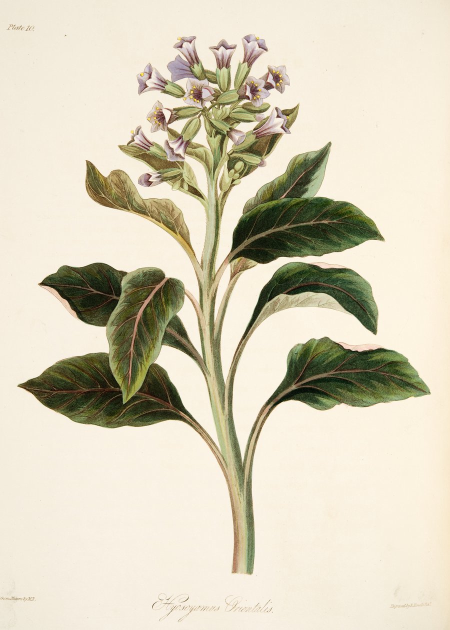 Oriental Hyoscyamus, z Floral Illustrations of the Seasons, pub. 1829 (rycina ręcznie kolorowana) autorstwa Margaret Roscoe
