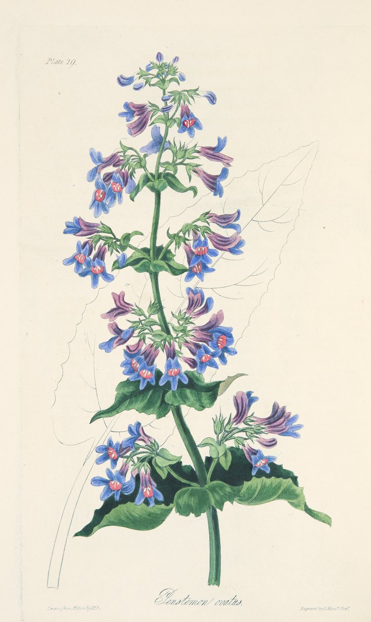 Penstemon o liściach jajowatych, z Floral Illustrations of the Seasons, wyd. 1829 (grawerowanie ręcznie kolorowane) autorstwa Margaret Roscoe