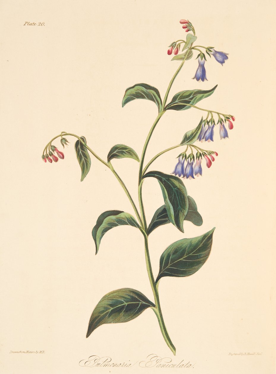 Miodnik panikowany, z Floral Illustrations of the Seasons, wyd. 1829 (grawerowanie ręcznie kolorowane) autorstwa Margaret Roscoe