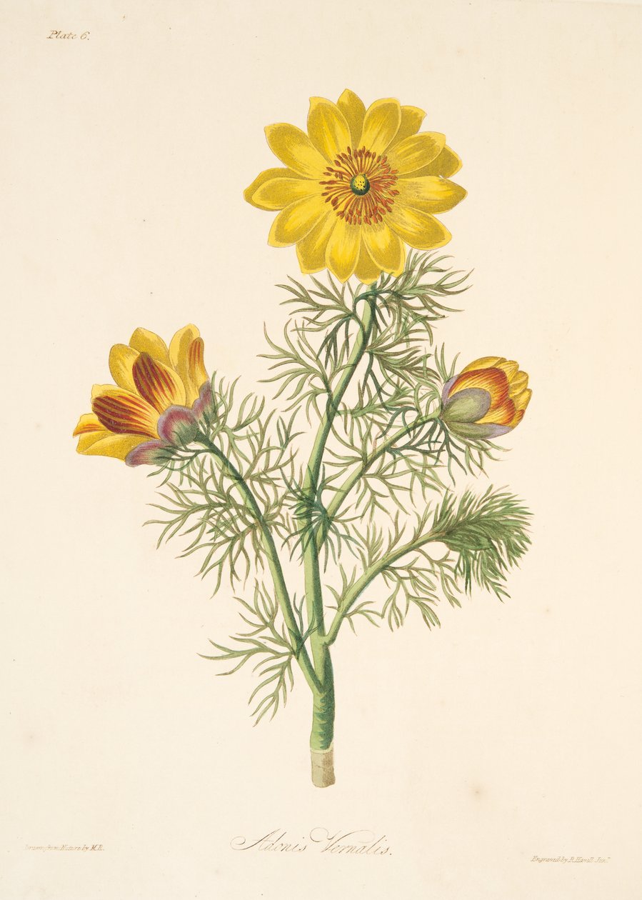 Wieloletnia Adonis, z Floral Illustrations of the Seasons, wyd. 1829 (grawerowanie ręcznie kolorowane) autorstwa Margaret Roscoe