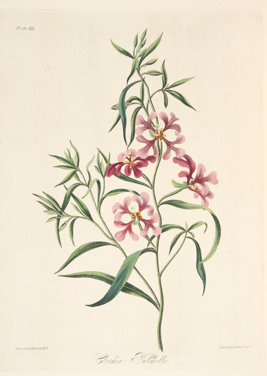 Ładna Clarkia, z Floral Illustrations of the Seasons, wyd. 1829 (grawerowanie ręcznie kolorowane) autorstwa Margaret Roscoe