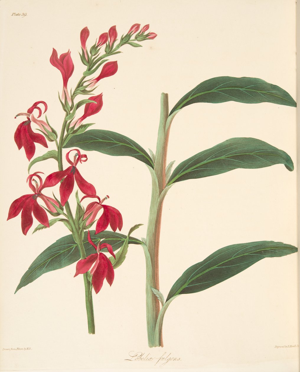 Odblaskowa Lobelia, z Floral Illustrations of the Seasons, wyd. 1829 (grawerowanie ręcznie kolorowane) autorstwa Margaret Roscoe