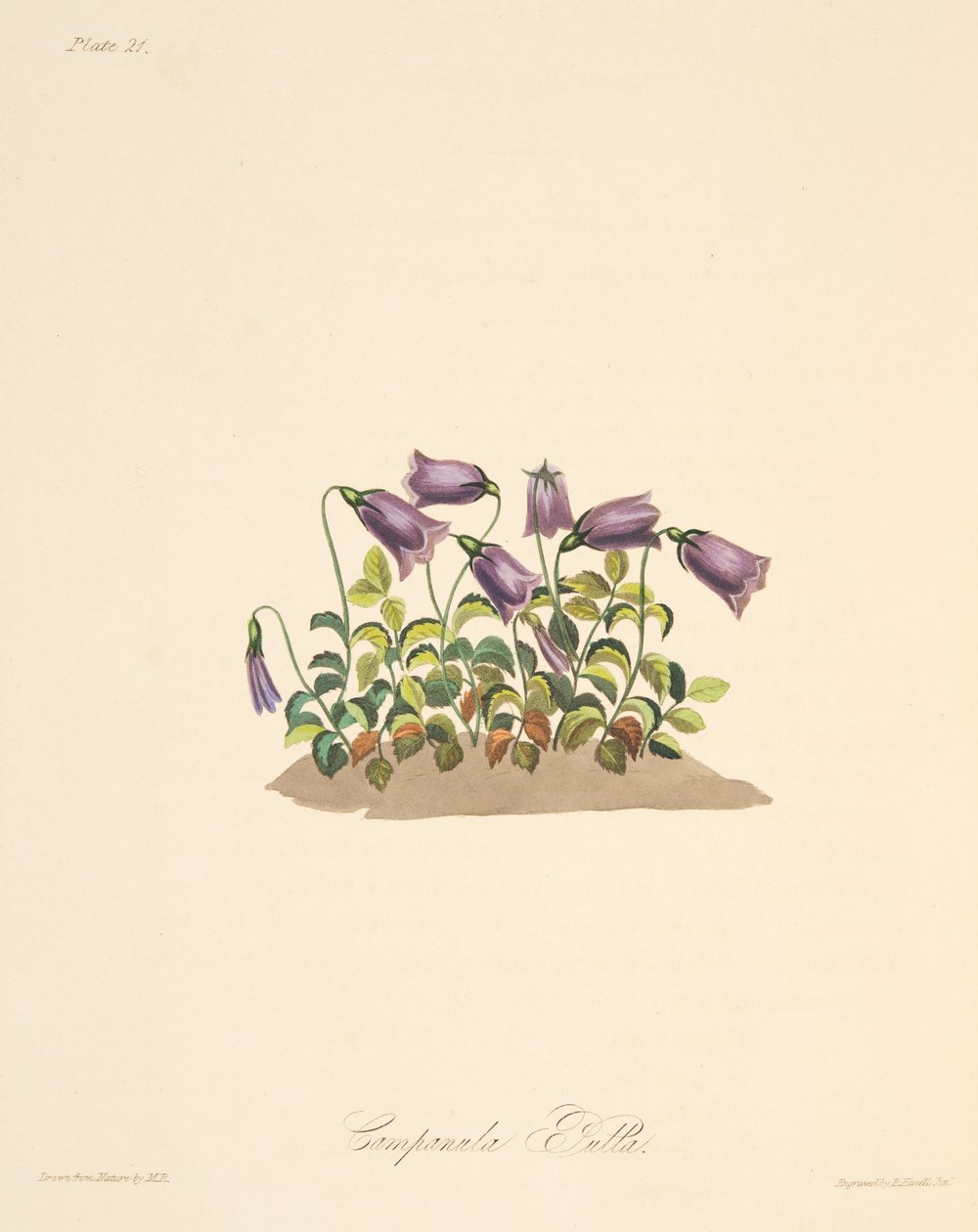 Russet Bell Flower, z Floral Illustrations of the Seasons, wyd. 1829 (grawerowanie ręcznie kolorowane) autorstwa Margaret Roscoe