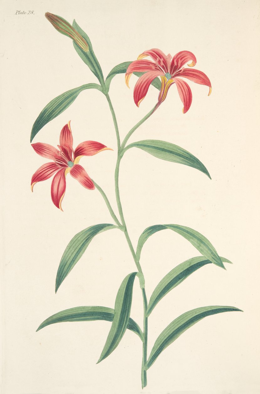 Lilia chińska w tym samym kolorze, z Floral Illustrations of the Seasons, wyd. 1829 (grawerowanie ręcznie kolorowane) autorstwa Margaret Roscoe