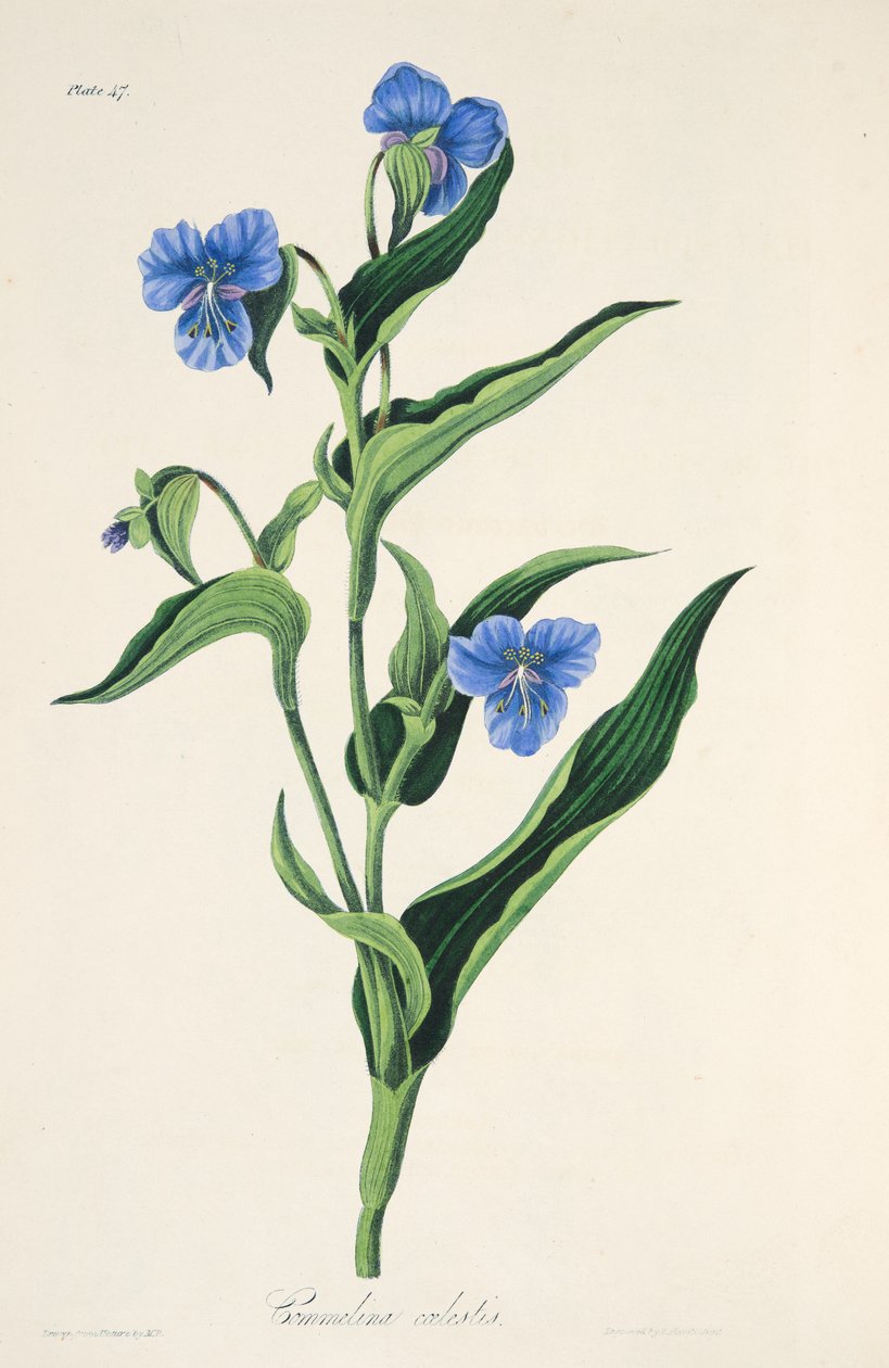 Błękitna Commelina, z Kwiatowych ilustracji pór roku, wyd. 1829 (grawerowanie ręcznie kolorowane) autorstwa Margaret Roscoe