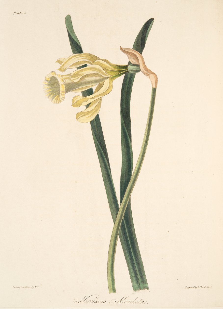 Hiszpański żonkil, z Floral Illustrations of the Seasons, wyd. 1829 (grawerowanie ręcznie kolorowane) autorstwa Margaret Roscoe