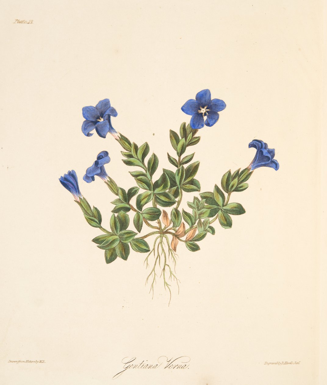Wiosenna goryczka, z Floral Illustrations of the Seasons, wyd. 1829 (grawerowanie ręcznie kolorowane) autorstwa Margaret Roscoe