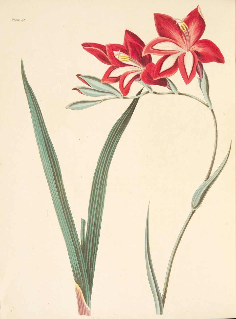 Znakomita flaga kukurydzy, z Floral Illustrations of the Seasons, wyd. 1829 (grawerowanie ręcznie kolorowane) autorstwa Margaret Roscoe