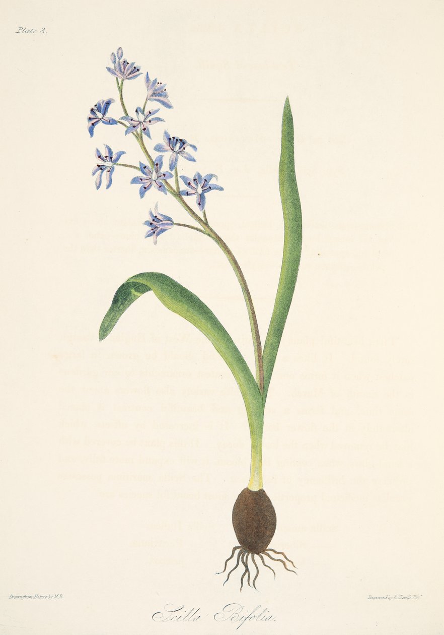 Cebula dwulistna, z Floral Illustrations of the Seasons, wyd. 1829 (grawerowanie ręcznie kolorowane) autorstwa Margaret Roscoe