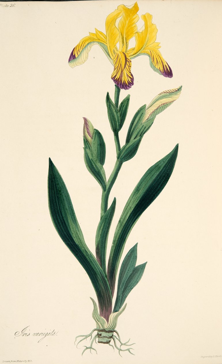 Variegated Iris, z Floral Illustrations of the Seasons, pub. 1829 (rycina ręcznie kolorowana) autorstwa Margaret Roscoe