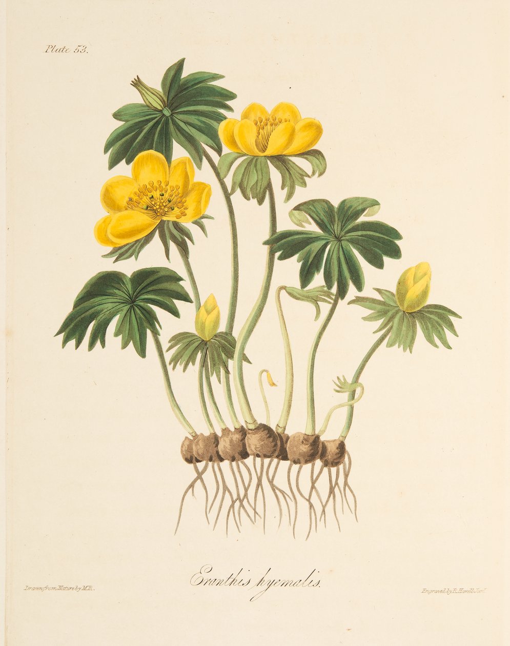 Winter Aconite, z Floral Illustrations of the Seasons, wyd. 1829 (grawerowanie ręcznie kolorowane) autorstwa Margaret Roscoe
