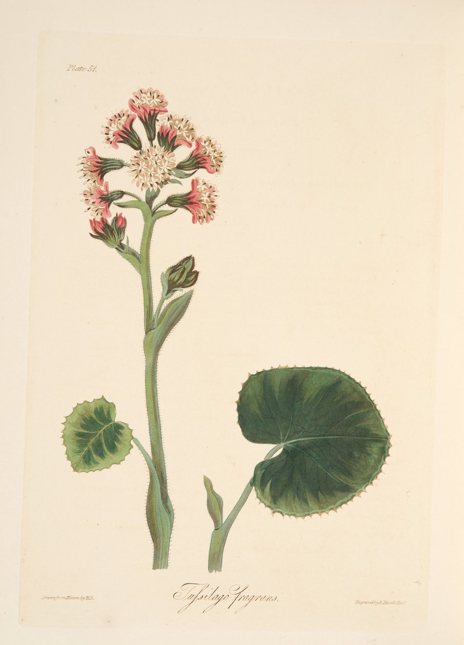 Winter Heliotrope, z Floral Illustrations of the Seasons, wyd. 1829 (grawerowanie ręcznie kolorowane) autorstwa Margaret Roscoe