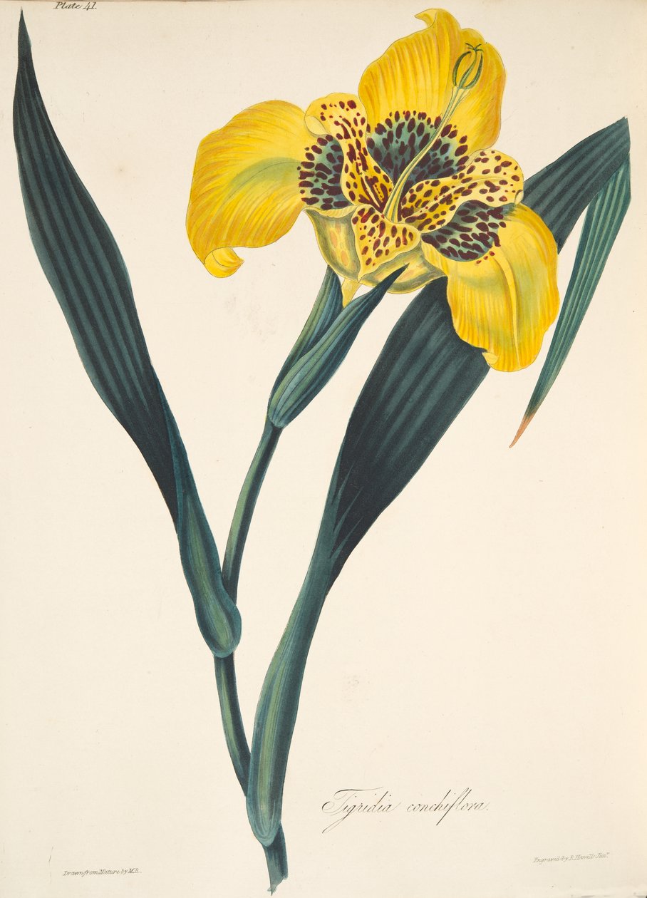Żółto-kwiatowa Tigridia, z Floral Illustrations of the Seasons, wyd. 1829 (grawerowanie ręcznie kolorowane) autorstwa Margaret Roscoe