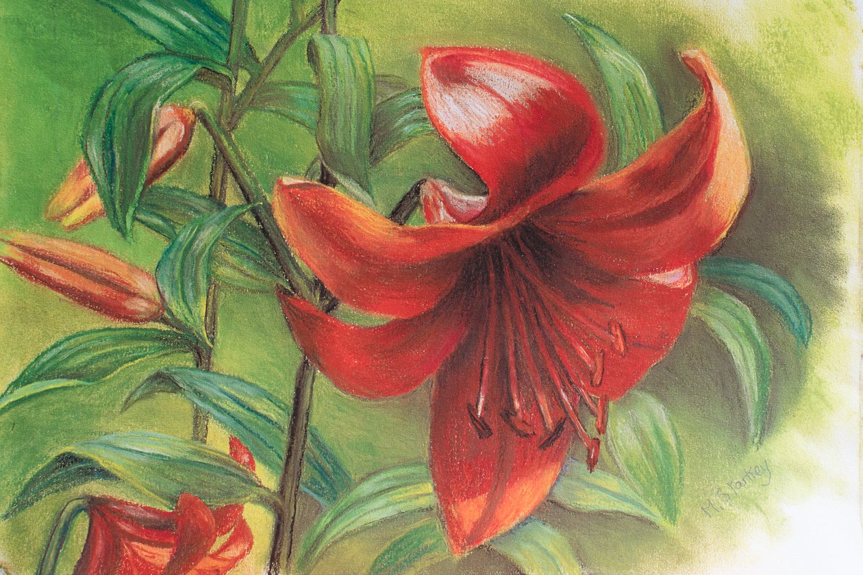 Lilium, 2017 (pastel) autorstwa Margo Starkey
