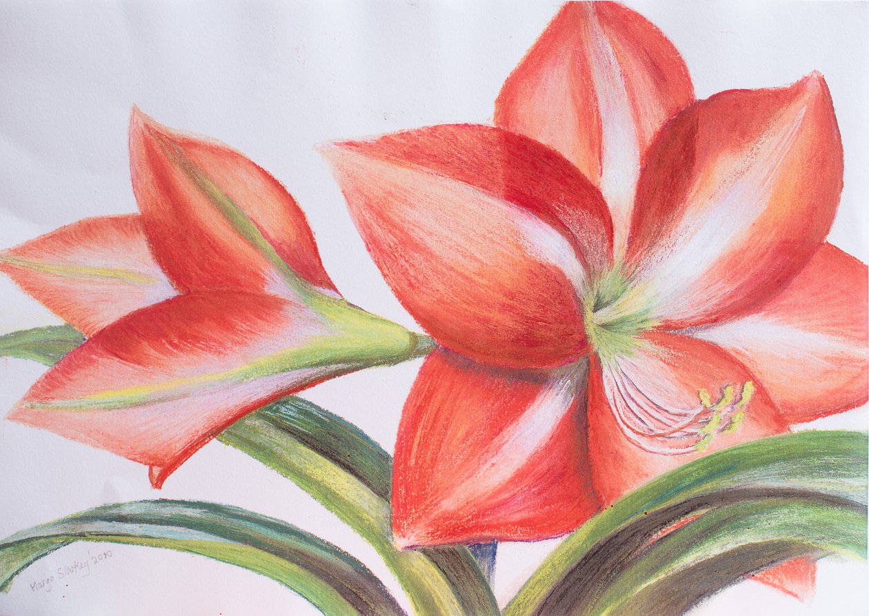 Lilia różnobarwna, 2016 (pastel) autorstwa Margo Starkey