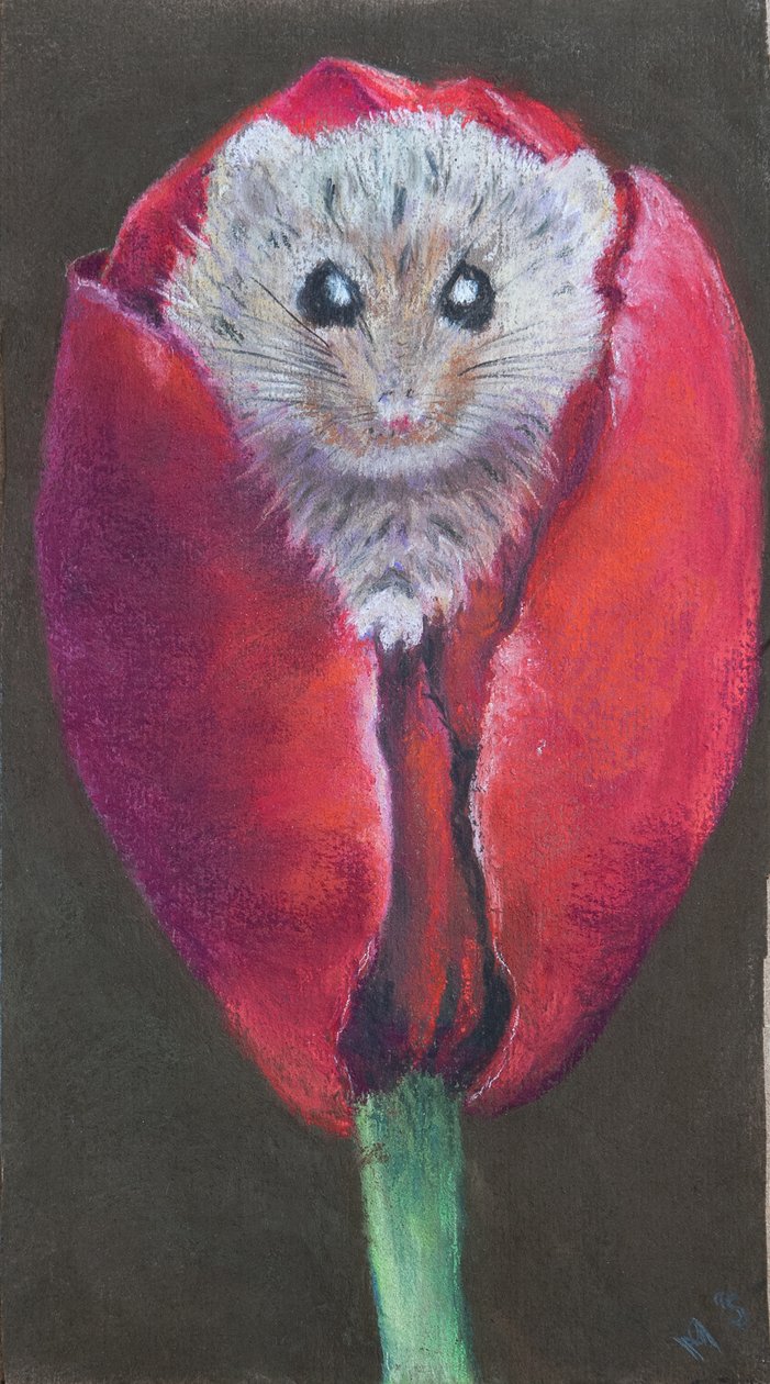 Mysz drzwiowa w tulipanie, 2022 (pastel) autorstwa Margo Starkey