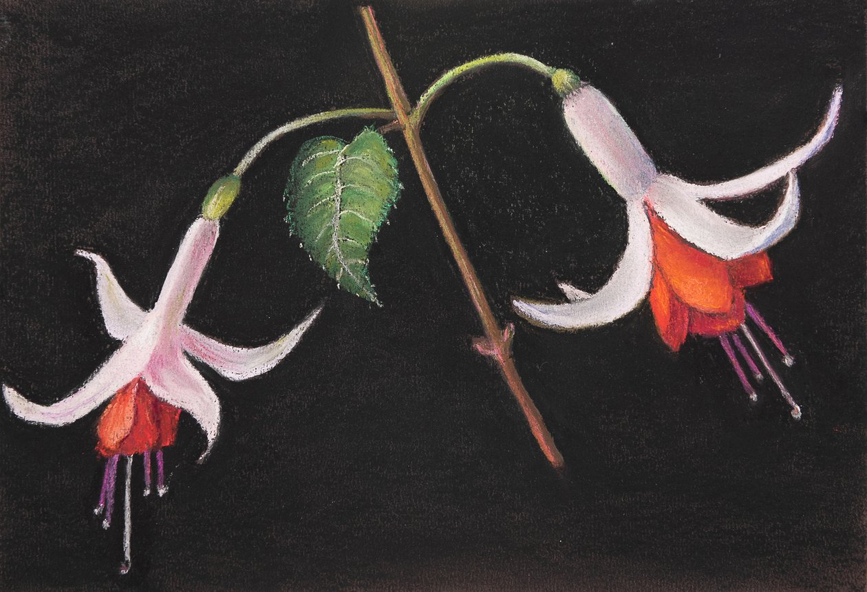 Fuksja, 2020 (pastel) autorstwa Margo Starkey