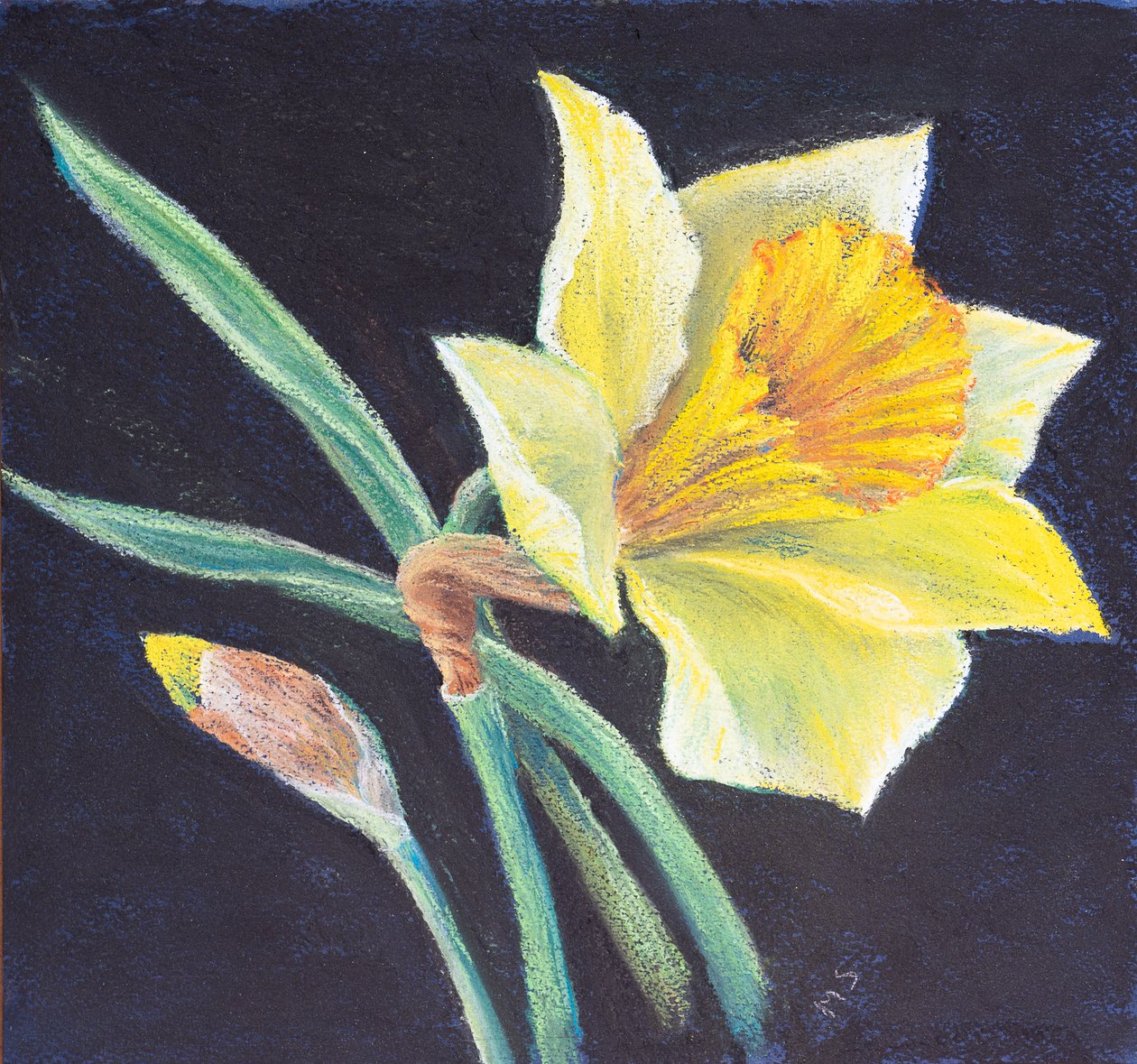 Piękno żonkila, 2021 (pastel) autorstwa Margo Starkey