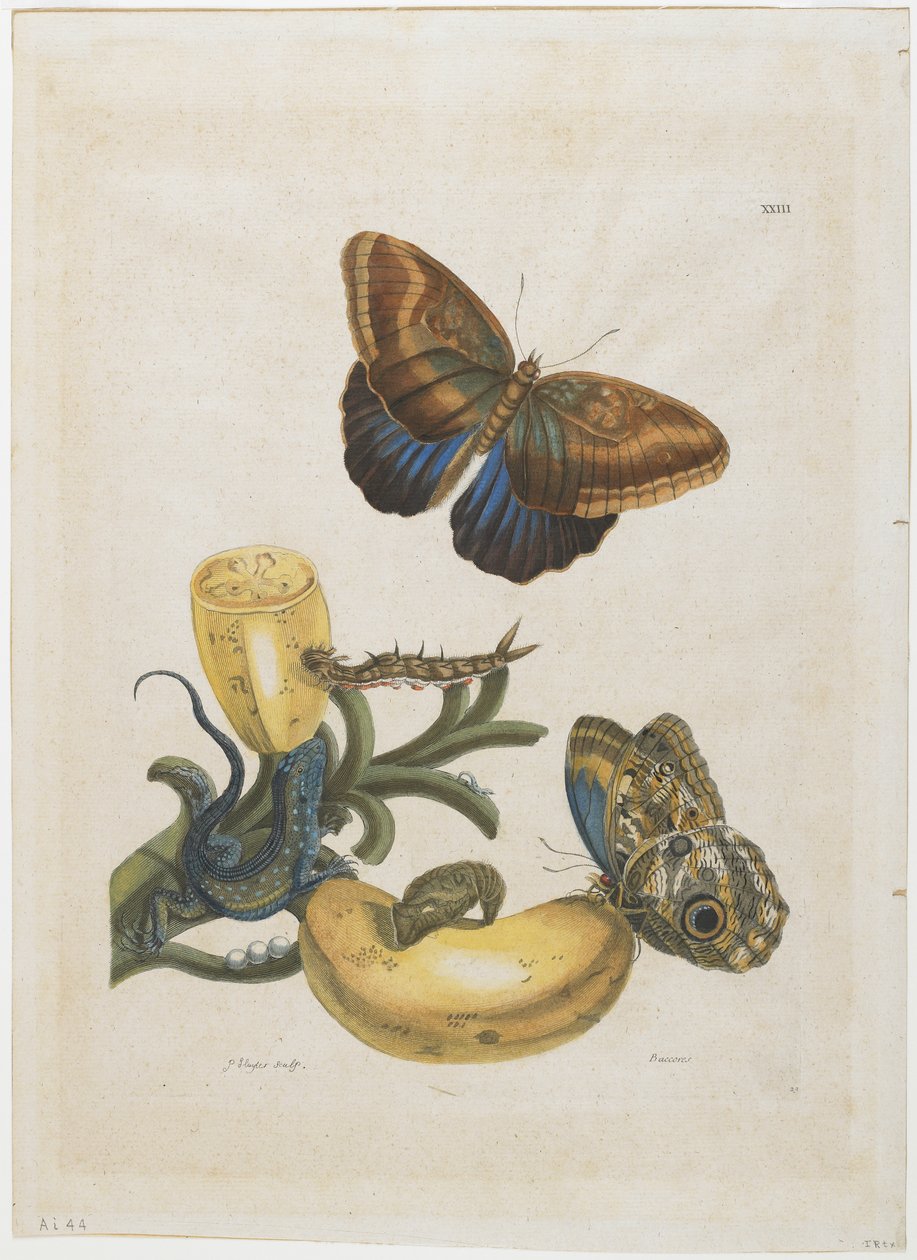 Banany i Jaszczurka Niebieska, 1705-71 (ręczna akwaforta i grawerunek) autorstwa Maria Sibylla Merian