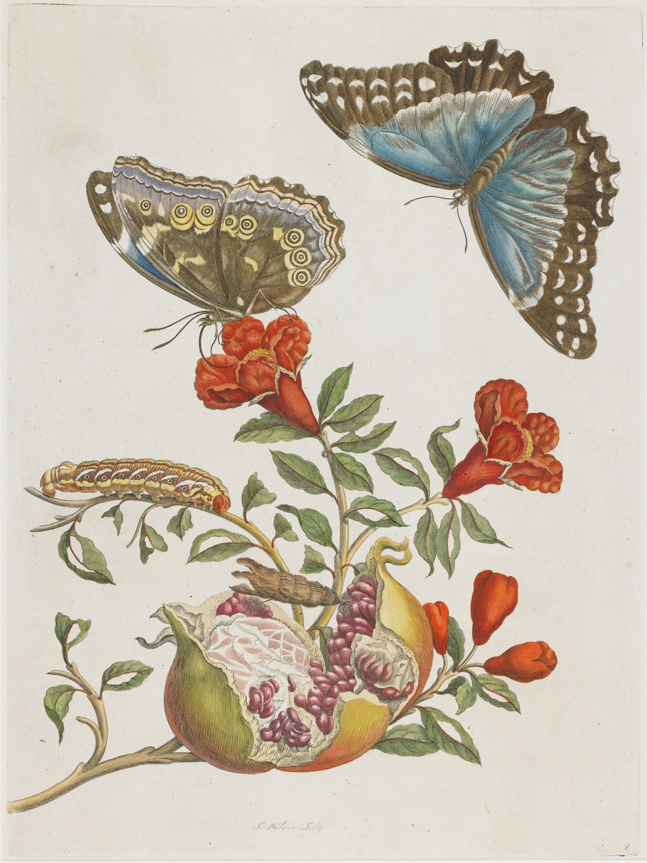 Niebieskie motyle i granat, 1705-1771 autorstwa Maria Sibylla Merian