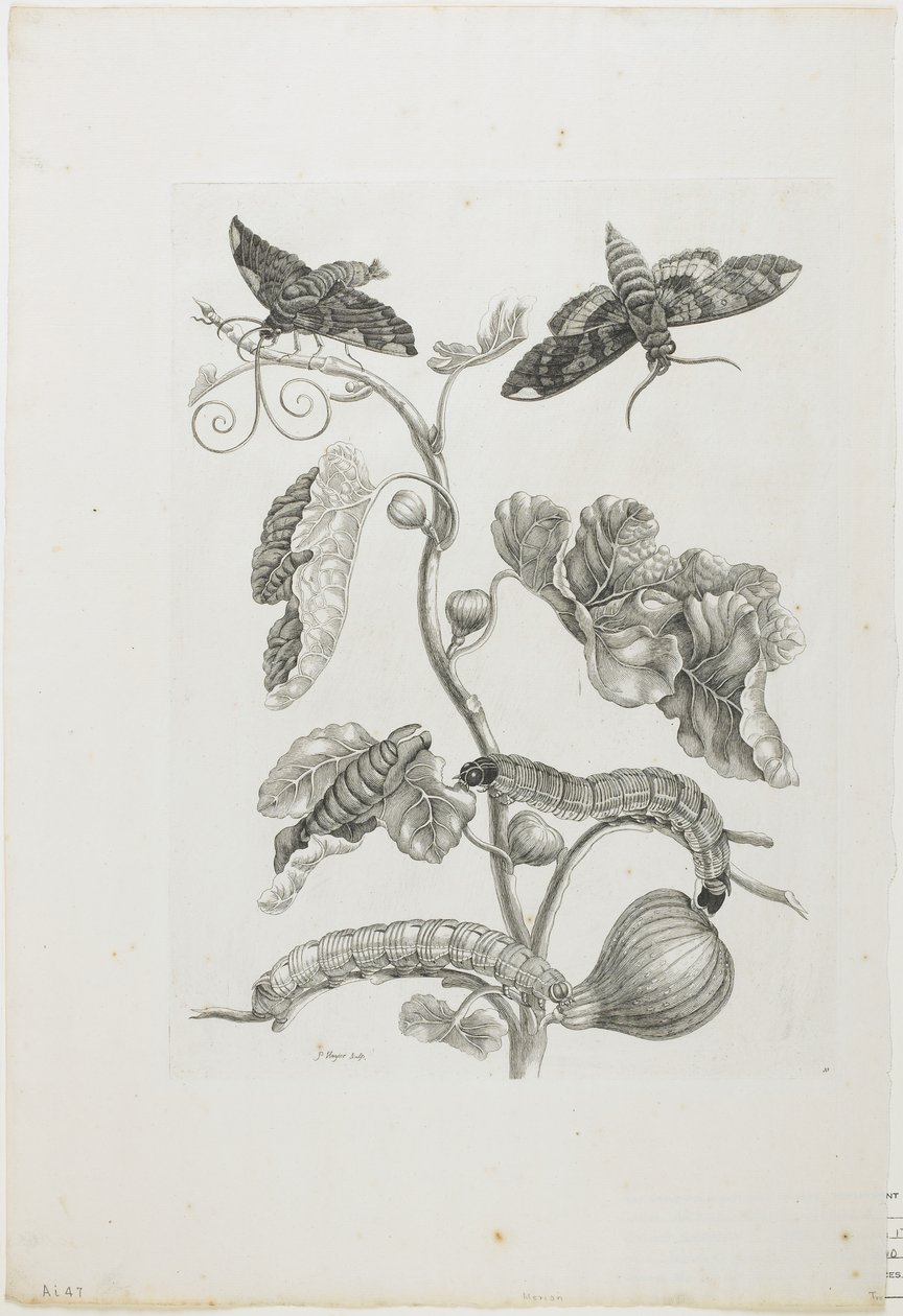 Motyle, gąsienice i roślina, 1705-71 (akwaforta i grawerowanie) autorstwa Maria Sibylla Merian