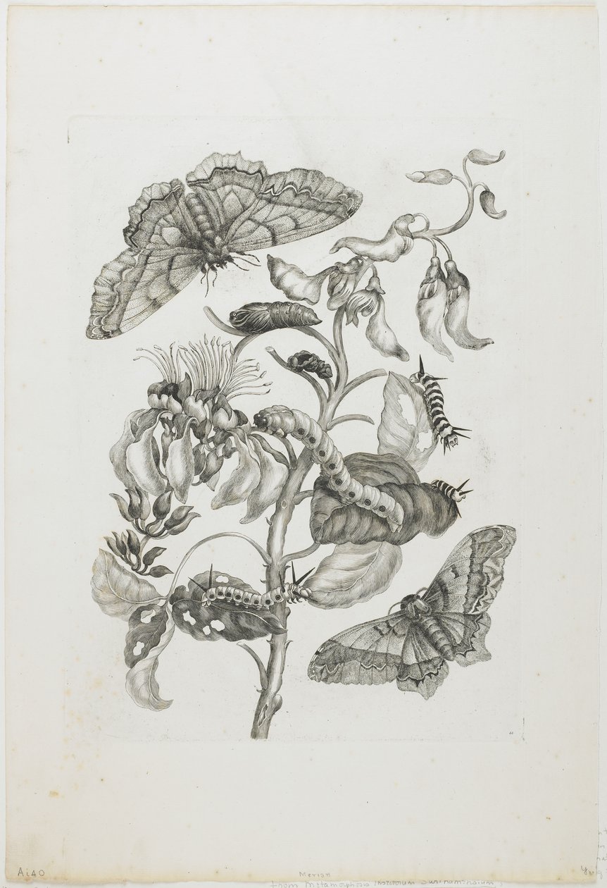 Gąsienice, motyle i kwiat, 1705-71 (akwaforta i grawerowanie) autorstwa Maria Sibylla Merian