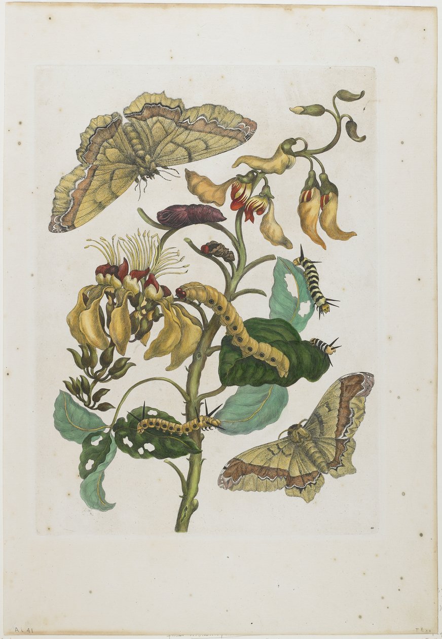 Gąsienice, motyle i kwiat, 1705-71 (akwaforta i rycina ręcznie kolorowana) autorstwa Maria Sibylla Merian
