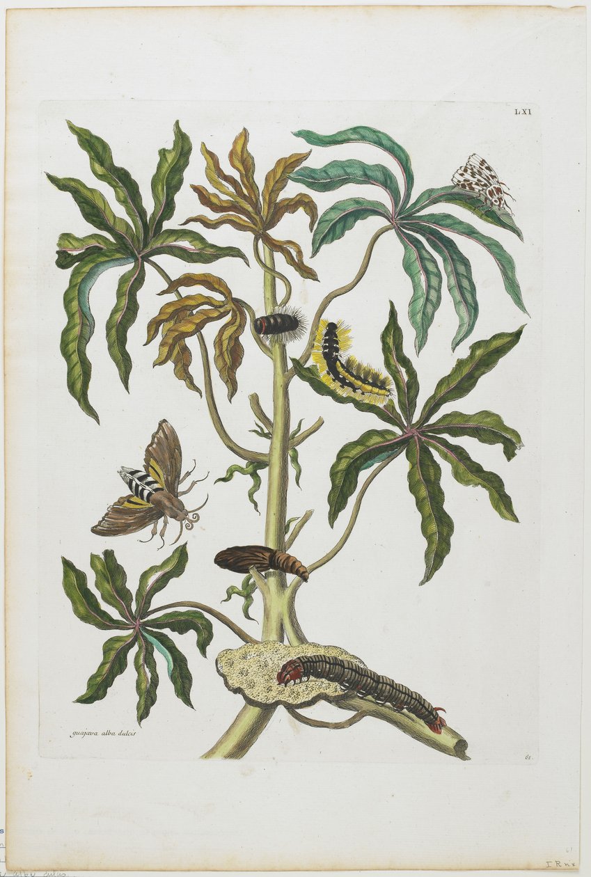 Gąsienice i owady z liśćmi, 1705-71 (akwaforta i rycina ręcznie kolorowana) autorstwa Maria Sibylla Merian