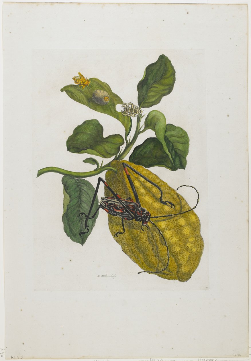 Owoce cytrusowe i chrząszcz, 1705-71 (ręczna akwaforta i grawerowanie) autorstwa Maria Sibylla Merian
