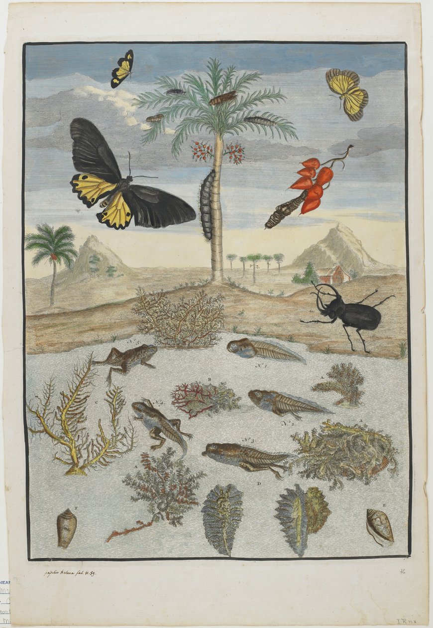 Owady i ryby z wyspowym tłem, 1705-71 (ręczna akwaforta i grawerunek) autorstwa Maria Sibylla Merian